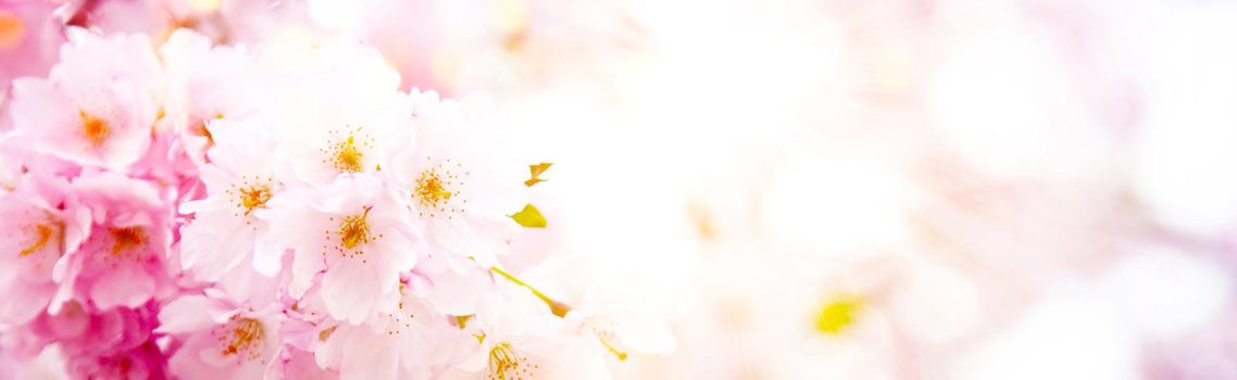 Beautiful nature scene with blooming flowers tree.