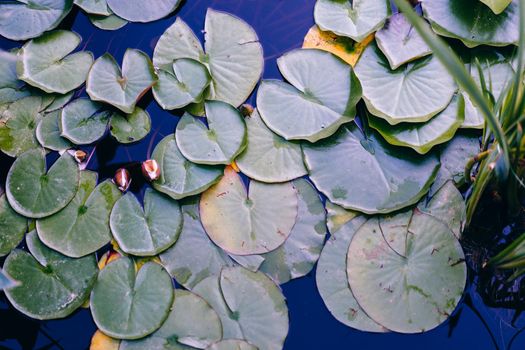 Water lily leaf water surface background dark toned photo