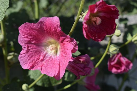 Big pink and red delicate flowers of mallow in bloom with green leaves and buds closeup, summer flowers background, bright and tender. Flowers with pink petals for garden decoration. Nature and botany