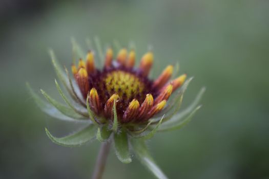 Blanket flower is flowering plant of sunflower family. Gaillardia flower bud on blurred background. Flower of the Aster family, used in landscaping, for creating holiday bouquets. Sempervivum tectorum