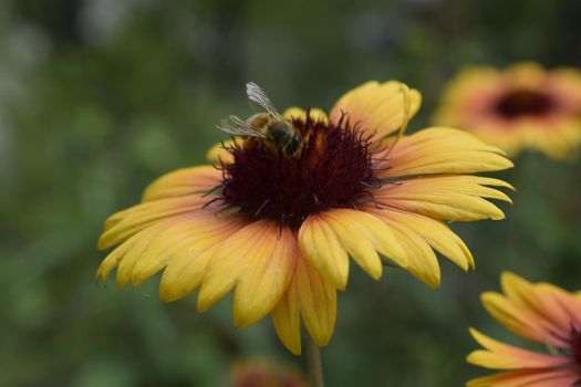 Bee on a flower Gaillardia aristata (common gaillardia). Flower with red and yellow petals on blurred background in the summer garden.