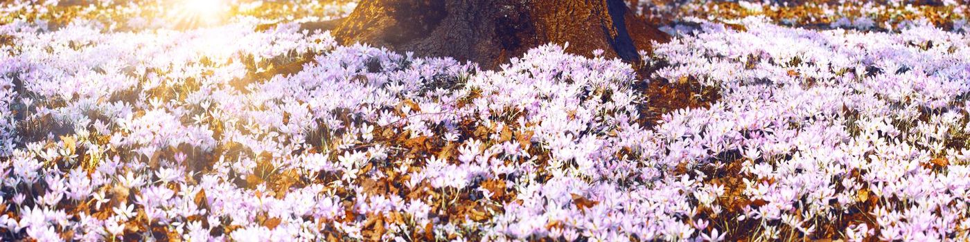Beautiful crocuses growing through snow. First spring flowers