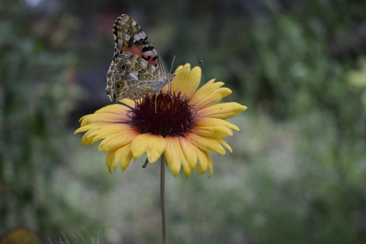 Close-up detail of a butterfly collecting pollen on yellow and red firewheel flower gaillardia pulchella in garden. Insect on a flower Gaillardia aristata (common gaillardia). Concept - Earth Day