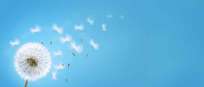 Beautiful dreamy spring nature background with dandelion