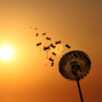 Beautiful dreamy spring nature background with dandelion