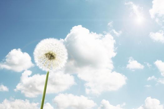 Beautiful dreamy spring nature background with dandelion
