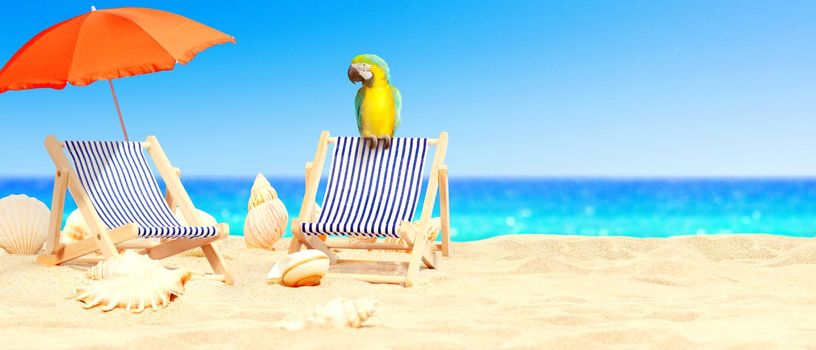 Wooden deck chairs with parrot on sandy beach near sea. Holiday background.