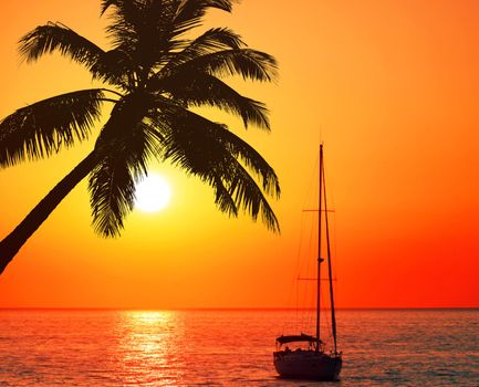 Palms on empty idyllic tropical sand beach.