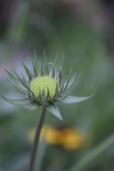 Blanket flower is flowering plant of sunflower family. Gaillardia flower bud on blurred background. Flower of the Aster family, used in landscaping, for creating holiday bouquets. Sempervivum tectorum