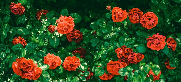 Blooming roses in beautiful flower garden as floral background.