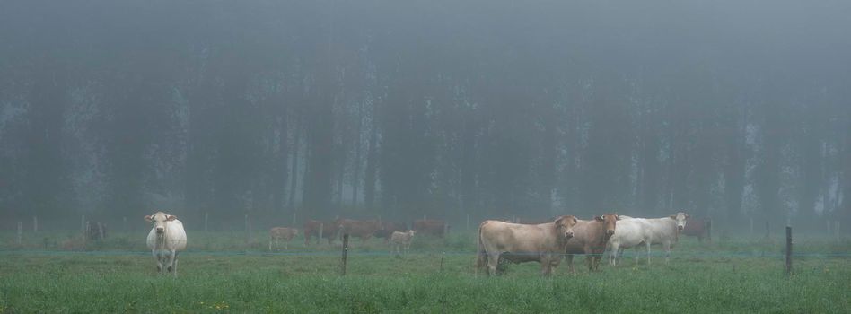 curious blonde d'aquitaine cows in misty morning meadow with willow trees near river seine in northern france