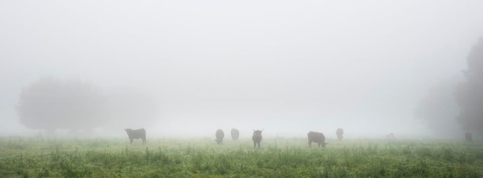 long horned cows in summer meadow on foggy morning in regional park boucles de la seine between rouen and le havre in northern france