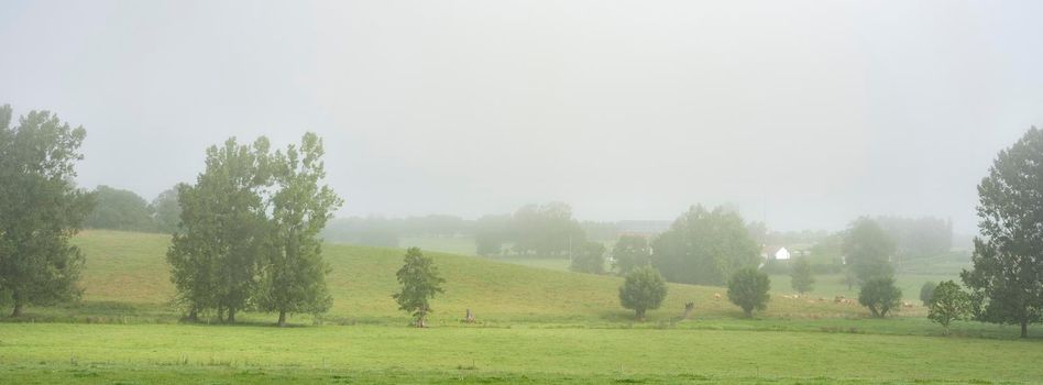 foggy meadow with cows, trees and village in french natural park boucles de la seine between rouen and le havre in summer