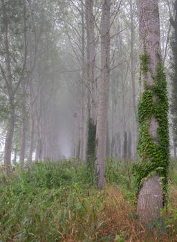 forest with poplar trunks on early foggy summer morning near river seine in french regional park between rouen and le havre