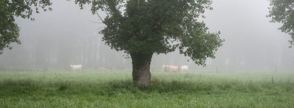 meadow with cows in french natural park boucles de la seine between rouen and le havre in summer morning fog