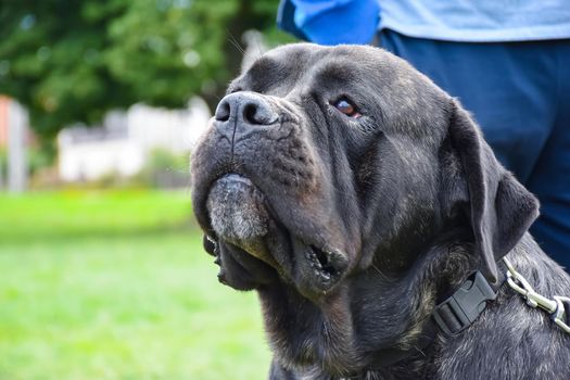 Adult black cane corso dog from close up, in the green park.