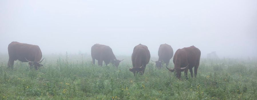 long horned cows in summer meadow on foggy morning in regional park boucles de la seine between rouen and le havre in northern france