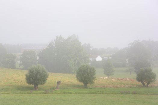 cows and bull in green meadow on foggy morning near village in regional park boucles de seine between rouwn and le havre in northern france