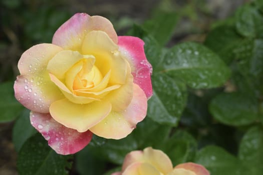 A Plant with colour changing roses. Multicolour roses with amazing combination og red, yellow ,orange and pink looks like bright light in it. Natural beauty and glow on green garden outdoor