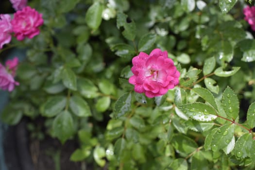 Small pink rose flower with raindrop isolated on blurred green leaf background, valentine card in mimimal concept. Wet pink roses with drops of dew. Outdoor background