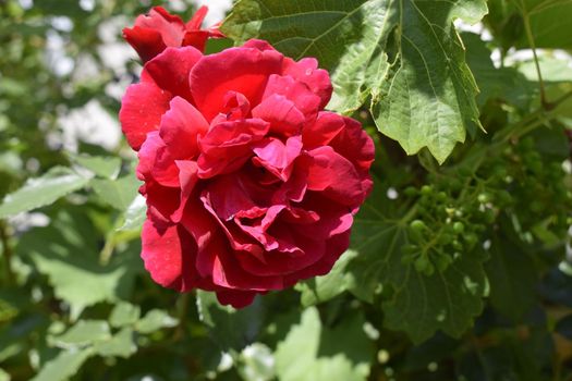 Red rose on a beautiful blurred background.