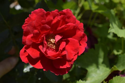 Red rose on a beautiful blurred background.