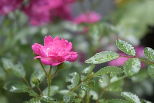 Small pink rose flower with raindrop isolated on blurred green leaf background, valentine card in mimimal concept. Wet pink roses with drops of dew. Outdoor background