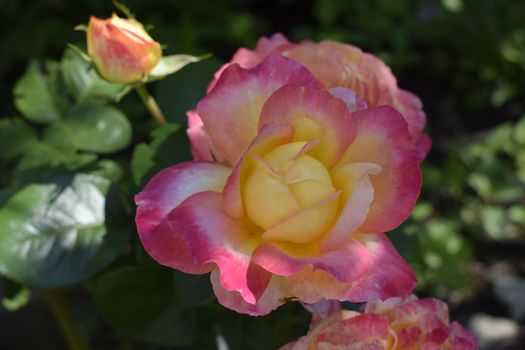 A Plant with colour changing roses. Multicolour roses with amazing combination og red, yellow ,orange and pink looks like bright light in it. Natural beauty and glow on green garden outdoor