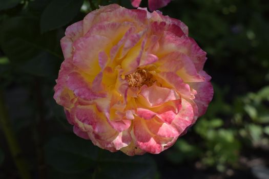 Floribunda, Rose, noble rose. Yellow and Orange Rose plants. A Plant with colour changing roses .Multicolour roses with amazing combination og red, yellow