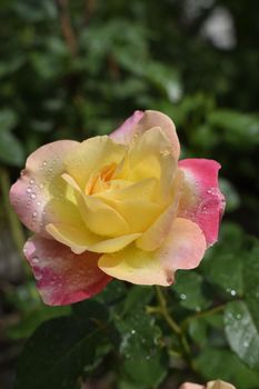 A Plant with colour changing roses. Multicolour roses with amazing combination og red, yellow ,orange and pink looks like bright light in it. Natural beauty and glow on green garden outdoor