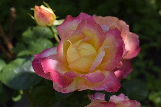 A Plant with colour changing roses. Multicolour roses with amazing combination og red, yellow ,orange and pink looks like bright light in it. Natural beauty and glow on green garden outdoor