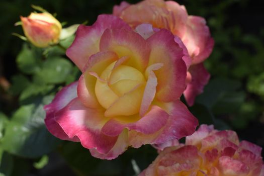 Floribunda, Rose, noble rose. Yellow and Orange Rose plants. A Plant with colour changing roses .Multicolour roses with amazing combination og red, yellow