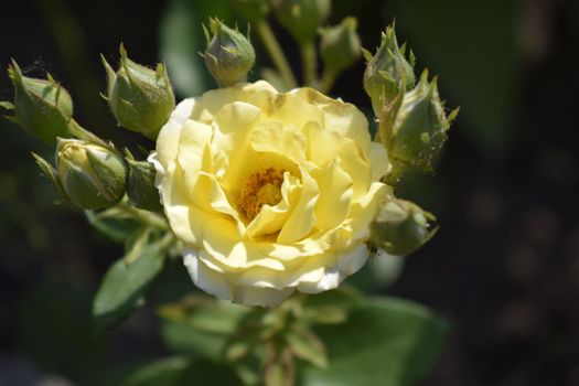 Buds of a yellow rose on a bush. Blooming roses in the garden. Yellow rose on dark background.
