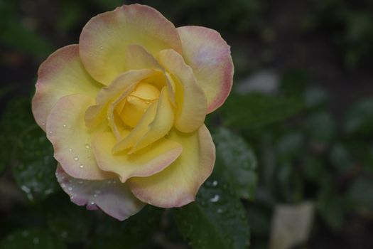 A Plant with colour changing roses. Multicolour roses with amazing combination og red, yellow ,orange and pink looks like bright light in it. Natural beauty and glow on green garden outdoor