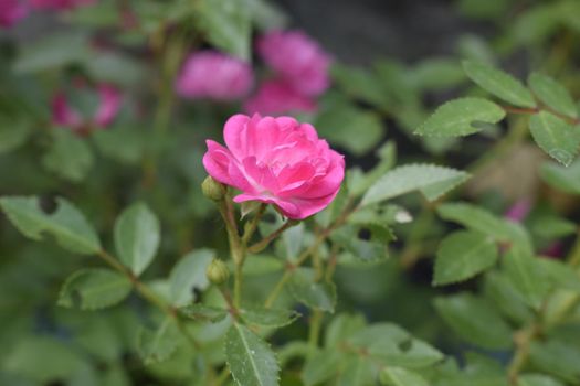 Small pink rose flower with raindrop isolated on blurred green leaf background, valentine card in mimimal concept. Wet pink roses with drops of dew. Outdoor background