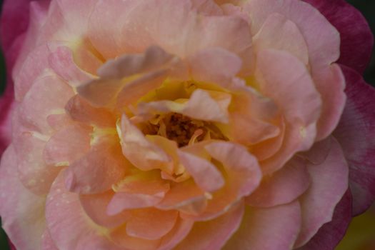 Floribunda, Rose, noble rose. Yellow and Orange Rose plants. A Plant with colour changing roses .Multicolour roses with amazing combination og red, yellow