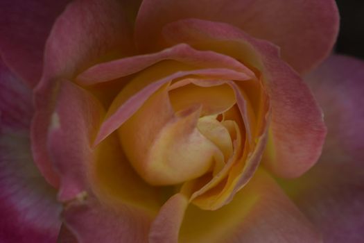 Floribunda, Rose, noble rose. Yellow and Orange Rose plants. A Plant with colour changing roses. Multicolour roses with amazing combination og red, yellow