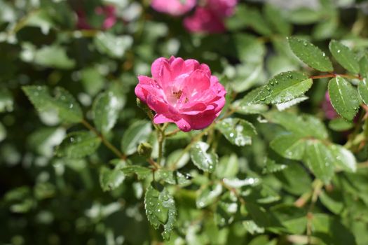 Small pink rose flower with raindrop isolated on blurred green leaf background, valentine card in mimimal concept. Wet pink roses with drops of dew. Outdoor background