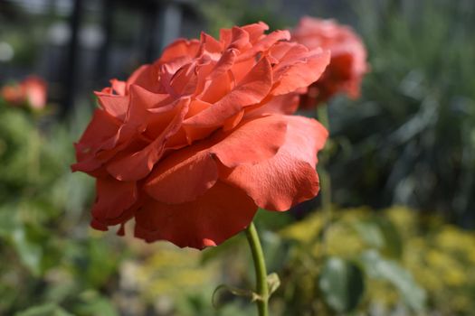 Red rose on a beautiful blurred background.