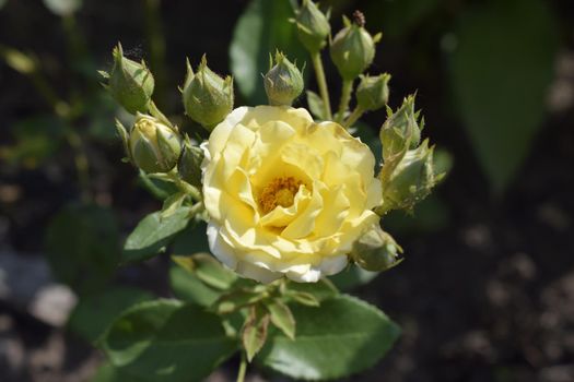 Buds of a yellow rose on a bush. Blooming roses in the garden. Yellow rose on dark background.