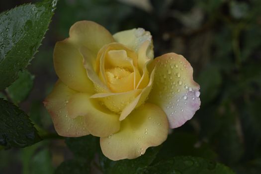 A Plant with colour changing roses. Multicolour roses with amazing combination og red, yellow ,orange and pink looks like bright light in it. Natural beauty and glow on green garden outdoor