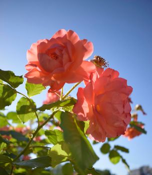 Pink rose flowers on beautiful rose bush in flowers garden at the morning with clear blue sky background in summertime. Beautiful peach-colored bush roses with soft blue sky on the background.