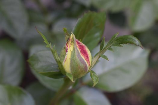 Yellow and pink rose flower bud on a bush.