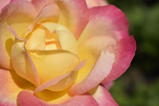 A Plant with colour changing roses. Multicolour roses with amazing combination og red, yellow ,orange and pink looks like bright light in it. Natural beauty and glow on green garden outdoor