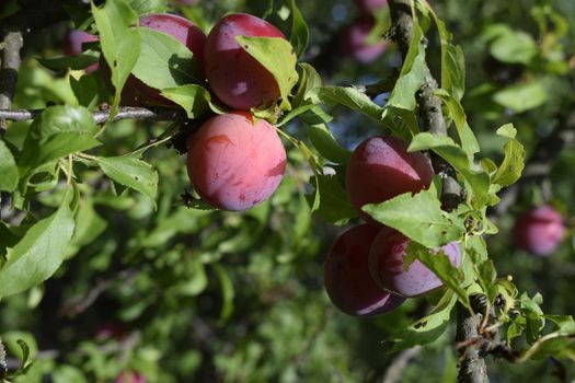 Plum tree with fruit. Closeup of delicious ripe plums on tree branch in garden. Red plum fruits on branch with green leaves growing in the garden.