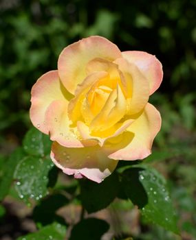 A Plant with colour changing roses. Multicolour roses with amazing combination og red, yellow ,orange and pink looks like bright light in it. Natural beauty and glow on green garden outdoor