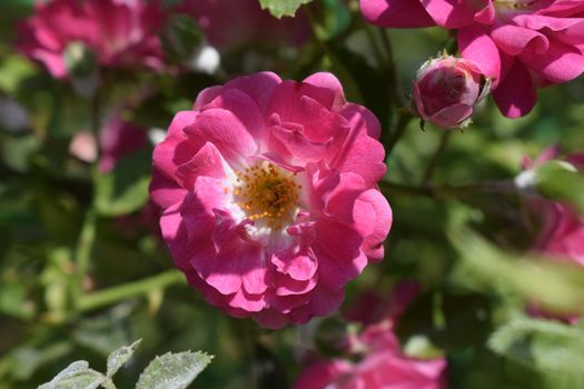 Pink Rose Garden. A bush of flowering pink roses. Natural background.