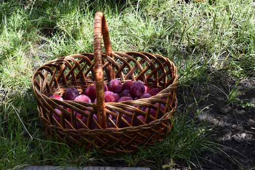Closeup picture of wickerwork handbasket full of fresh juicy riped blue plums from organic farming just harvested in garden standing in the green grass.
