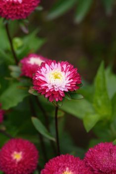 A flower bed with zinnias in the garden at the end of summer.