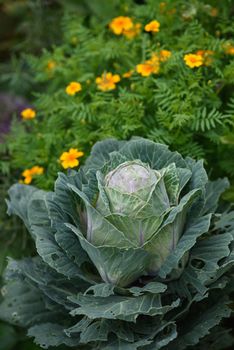 Agricultural industry. Cabbage head in the garden close-up.